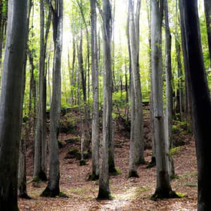 ! ! ! ! Purificar a Mente com o Relaxamento da Floresta 1 - Alan Baratieri