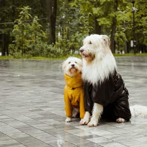 Pet Rain Symphony: Music for Pets - Crafting Audio