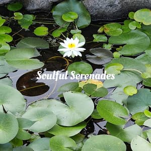 Soulful Serenades - Piano Mood 钢琴心情