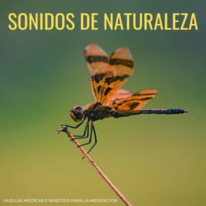 Sonidos De Naturaleza: Huellas Místicas e Insectos Para La Meditación - Sonidos de la naturaleza pacífica
