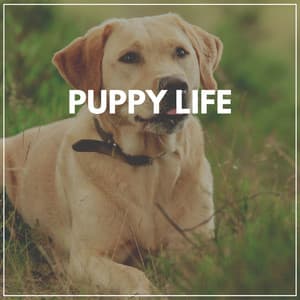 Puppy Life - Puppy Music
