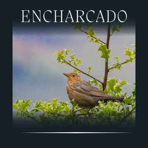 Encharcado - Barulho de Chuva Forte