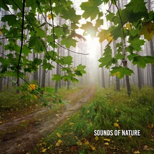 Sounds Of Nature - Rain Sounds & Nature Sounds