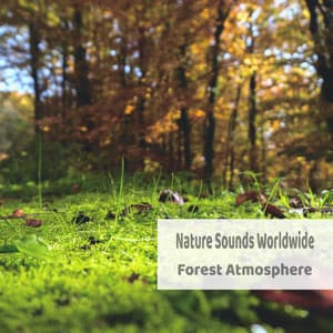 Forest Atmosphere - Nature Sounds Worldwide