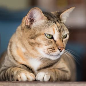 Harmonic Binaural Purrfect Bliss: Soothing Theta Frequencies for Content Cats - Selective Sounds TTA