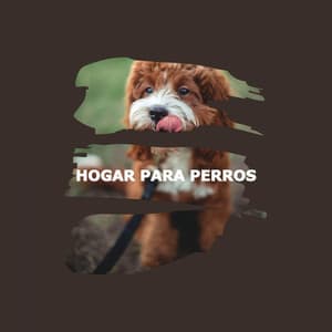 HOGAR PARA PERROS - Evening Chillout Playlist