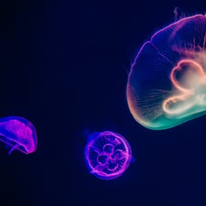 Dreamy Jazz Reflections - LO-FI BEATS