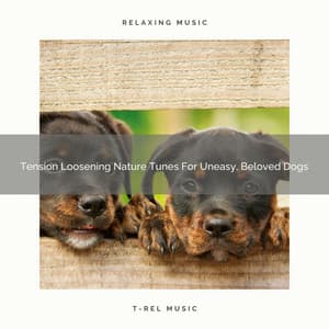 Tension Loosening Nature Tunes For Uneasy, Beloved Dogs - Dog Relax