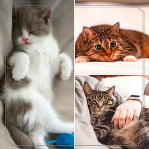 Music for The Happiest Cats - Sleepy Cat