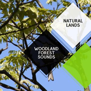 Woodland Forest Sounds - Natural Lands - Sleepy Times