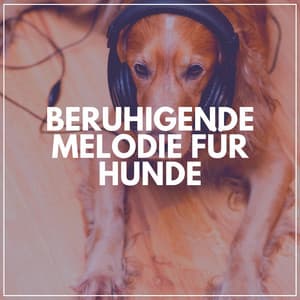 Beruhigende Melodie Für Hunde - Hundemusik