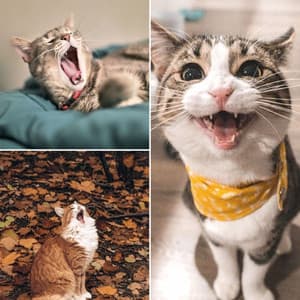 Backdrop for Lonely Cat - Sleepy Cat