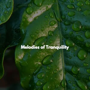 Melodies of Tranquility - 1 Hour Spa Music