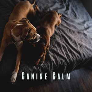 Canine Calm: Serene Sounds for Relaxing Dogs - Relax My Dog Music