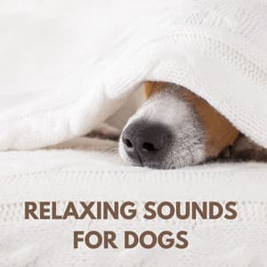 Relaxing Sounds for Dogs - The Dog Relaxer
