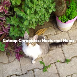 Catnap Chronicles: Nocturnal Noms - For Cats Only