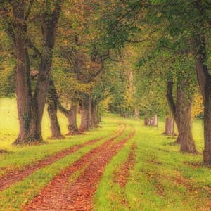 Gentle Classical Peace - Johann Sebastian Bach