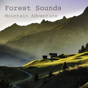 Mountain Adventure - Forest Sounds