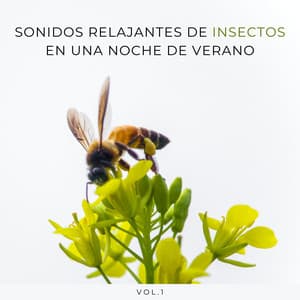 Sonidos Relajantes De Insectos En Una Noche De Verano Vol. 1 - Música para Dormir Con Relajantes Sonidos de la Naturaleza