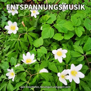 #1 Entspannungsmusik zum Einschlafen, Beruhigen und gegen Lärm - Entspannungsmusik