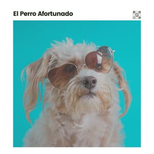 El Perro Afortunado - Música Pura Para Perros