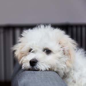 Serene Dog Paws: White Noise Chill Sound for Calm and Contentment - White Noise Studios