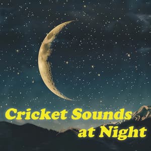 Cricket Sounds At Night - Cricket Sounds