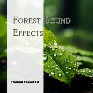 Forest Sound Effects - Natural Forest FX