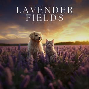 Lavender Fields - Reiki for Animals