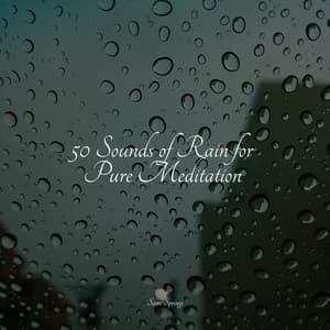 50 Sounds of Rain for Pure Meditation - Nature Sounds Radio