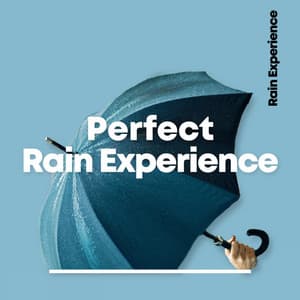 Perfect Rain Experience - Sounds of Nature Relaxation