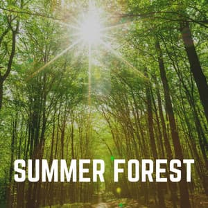 Summer Forest - Weather and Nature Recordings