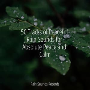 50 Tracks of Peaceful Rain Sounds for Absolute Peace and Calm - Anxiety Relief