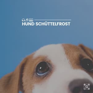 Hund Schüttelfrost - Hundemusik