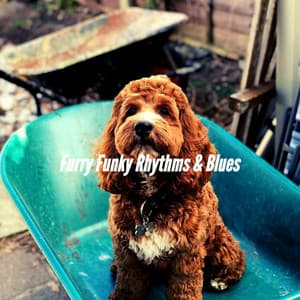 Furry Funky Rhythms & Blues - Dog Separation Anxiety Music