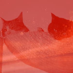 Music for Lush Kittens - Soprano Sax Solo - Calming Cat Music