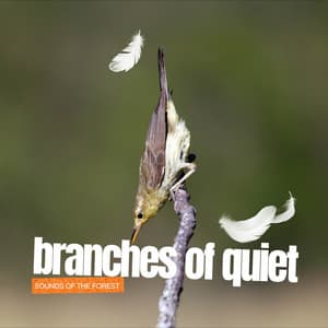 Branches of Quiet - Sounds of the Forest