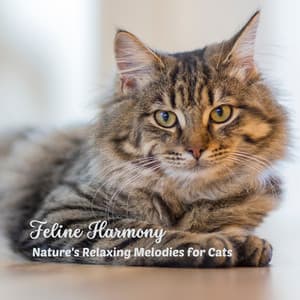 Feline Harmony: Nature's Relaxing Melodies for Cats - Sounds Of Nature