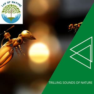 Trilling Sounds of Nature - Calm Music