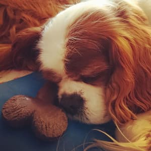 Rainy Piano Bliss: Dog's Dreamy Escapes - Rain for Deep Sleeping