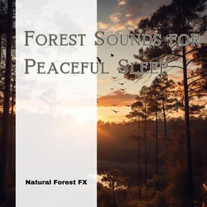 Forest Sounds for Peaceful Sleep - Natural Forest FX