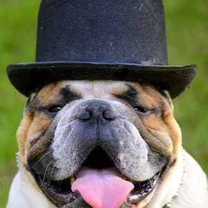 Casual Trio Jazz - Ambiance for The Relaxing Puppy - Calming for Dogs