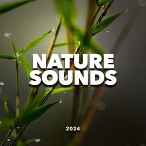 Nature Sounds 2024 - Rainfall