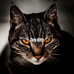 Cute Kitty - Coffee Shop Piano Jazz Playlist