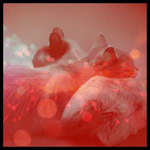 Music for Cozy Kittens - Cat Music Jukebox