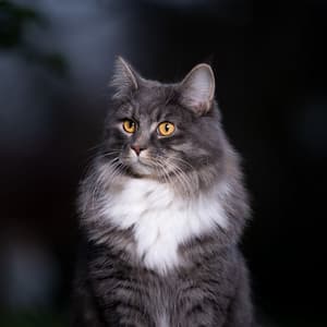 Moonlight Cats Meow: Nocturnal Ocean Chill Sound Serenade - Chillum