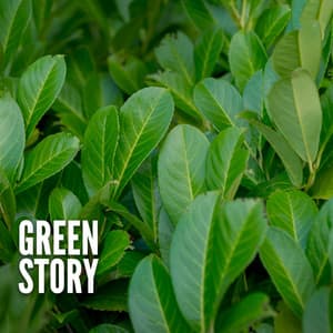 Green Story - ASMR