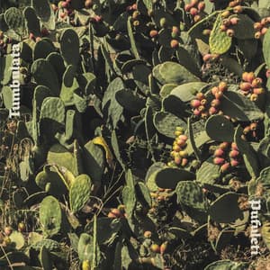 Tumbulata - Pufuleti