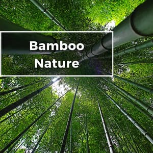 Bamboo Ambience Nature Flute - Nature's Frequencies