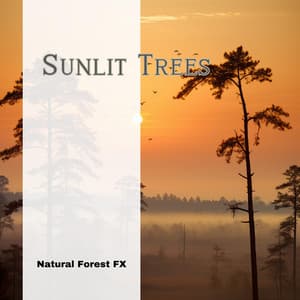 Sunlit Trees - Natural Forest FX